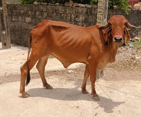 બે વાછડી વેચવાની છે