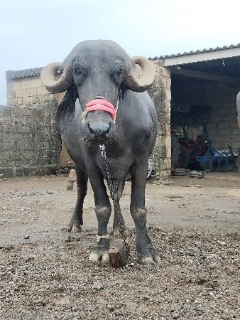 વાઢેર દિલીપ ભાય