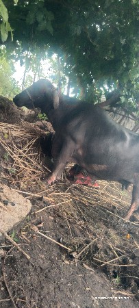 નવચનદરી ઞાભણી છે સાત મહીના 20દી