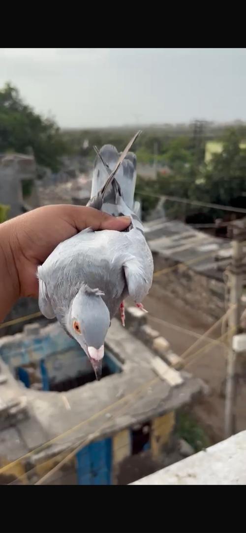 Kabootar