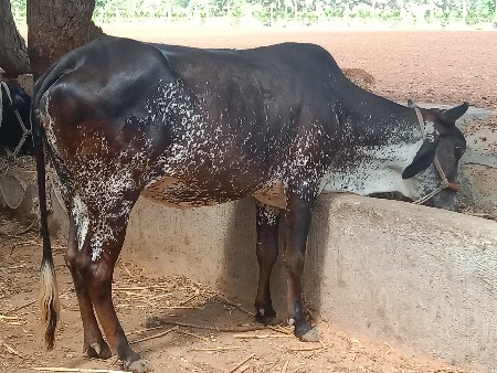 hf ક્રોસ હોડકી વેચવાની