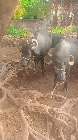 આગલા વેતરમાં દૂધ હતું 6