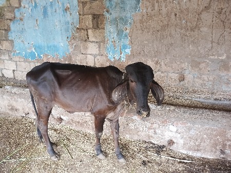 વેચવાની છે