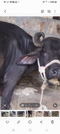 ભેંસ વેચવાની છે