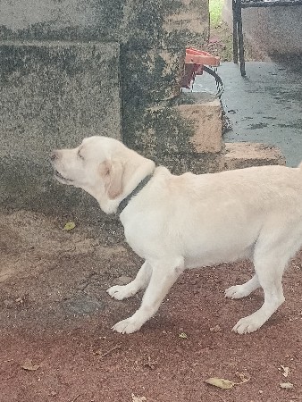 કુતરિવેચવાનિછે