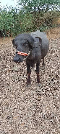 પાડો