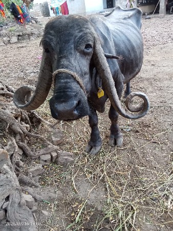 5/ પાંચમું વેતર વ્યાહે