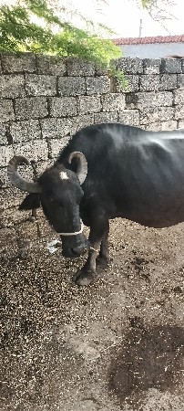 ભેંસ ૩ વેતર