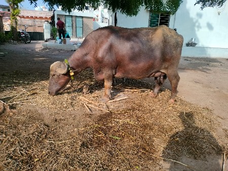 ભેંસ વેચવાની છે