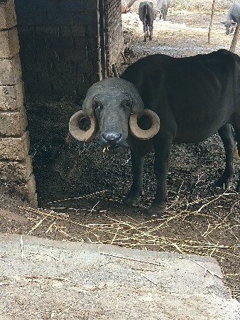 પ્યોર જાફરાબાદી પાડો
