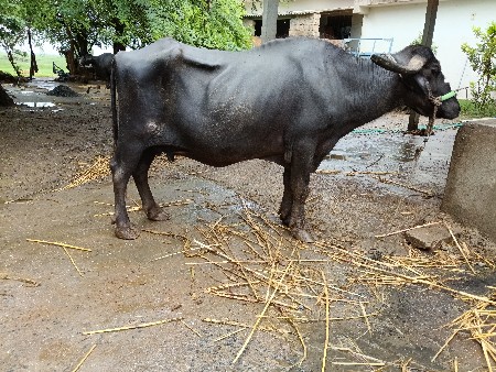 ભેંસ વેચવાની છે