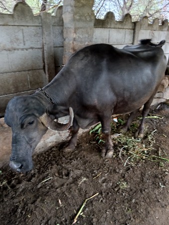 ભેસ વેચવાની સે