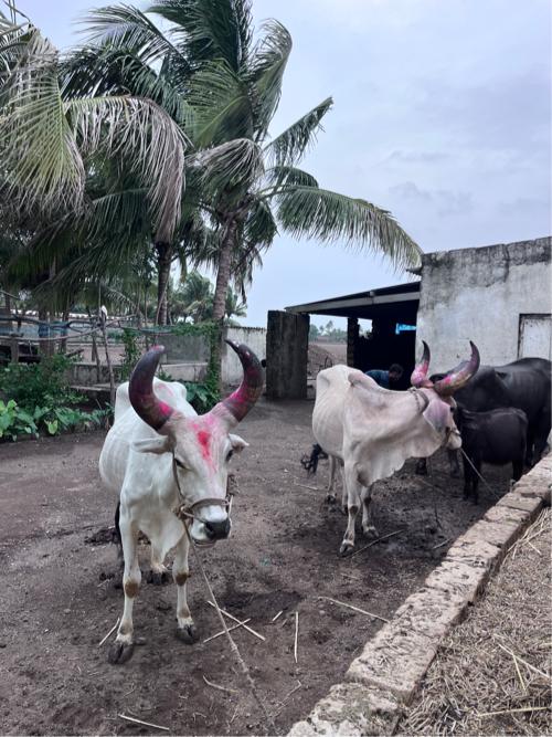 બળદ વેચવા ના છે