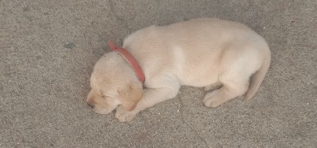 લેબરા ડોગ ફિમેલ પપી