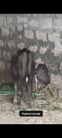 ભેંસ ને પાડી વેચવાની છે