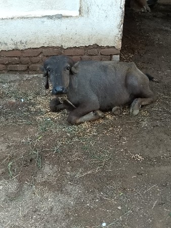 પાડી  વેસ્વા ની છે