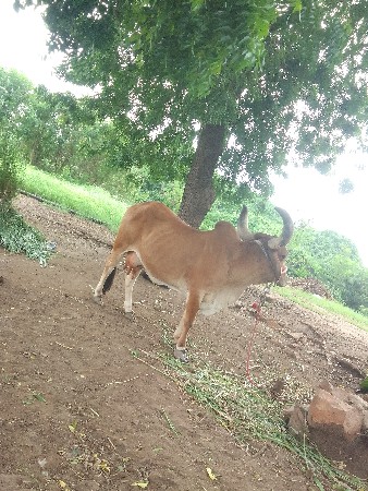 ગાય