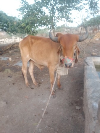 જામનગર જિલ્લો પાટણ જામનગર જિલ્લો ત