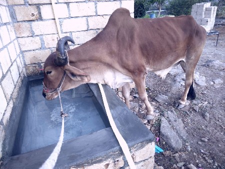 બળદ વૅશવા નૉ હૅ