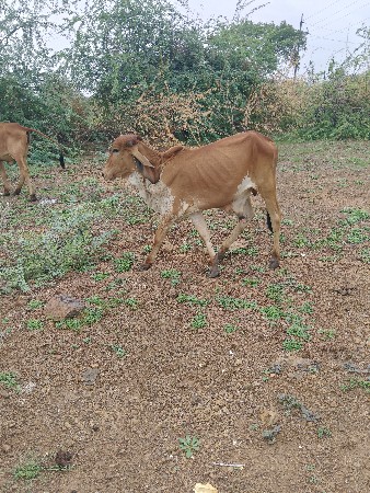 અરવિદ 
6355873516
