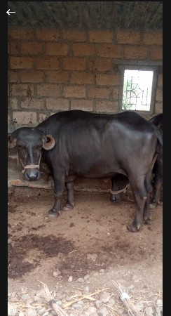 વેચવાનીછે