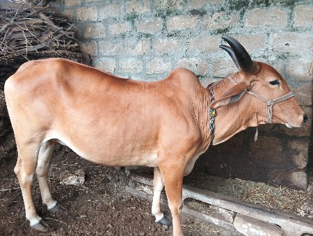 ગાય વેચવાની છે
