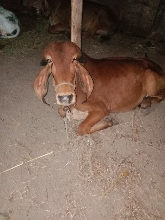 ગીર વોડકી વેશવાની શે