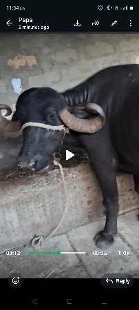 pada ni dava ni javabdari ful