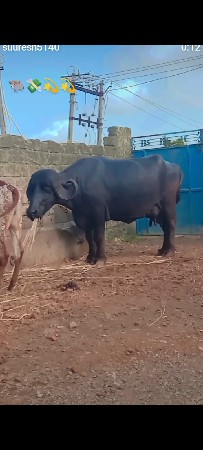 ભેંશ વેચવાની છે