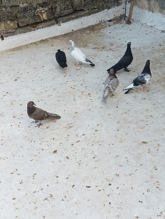 ફુલ ઉઙાણ વારા એક ફેન્સી અકઙાટાઈ