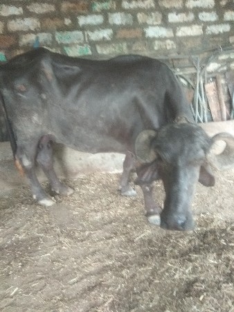 બીજાવેતરનિખડેલી