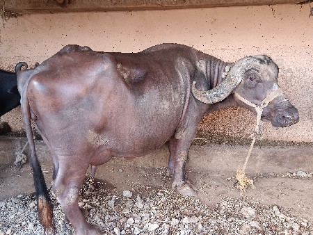 વેચવાની છે