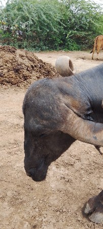 ભેસ સારી છે
