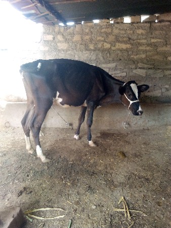 જર્સી ઓડકા બે વેસવાના સે