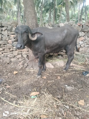 પાડી વેચવાની છે