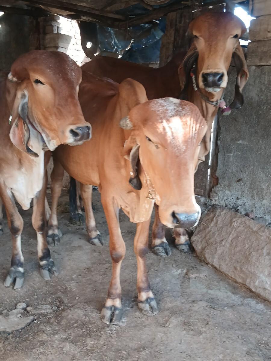 સાટુ કરવા નુકસાન સે