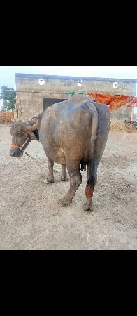 bhes vechvani che.