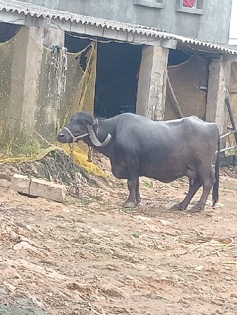 ભેશ વેચવાની છે