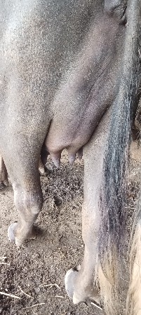 વેચવાની છે