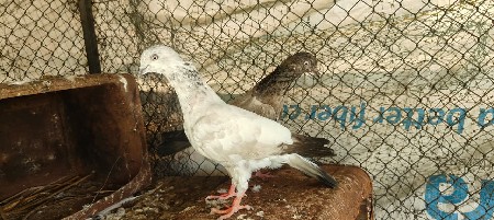 kabutar