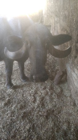 ખડેલી વેચવાની સે