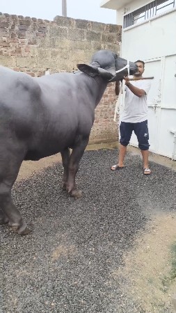 બીજું વેતર ભેંસ વેચવાની છે