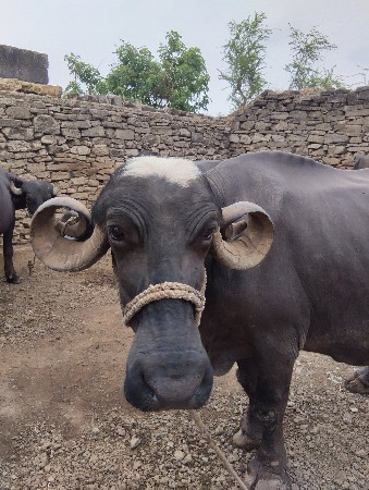 ભેસ વેચવાની છે.