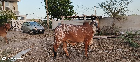Gir cow