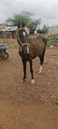 ઘોડિ વેસવાની છે  5 મહિના