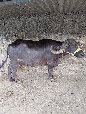 ભેસ વેચવાની છે