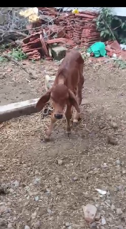 ગાય વેચવાની છે