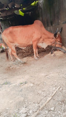 ગાય વેચાણ સૈ