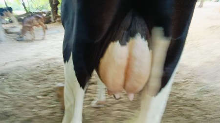 hf ગાય વેચવાની છે
