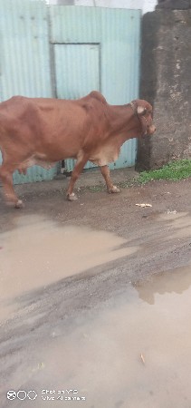 ગીર વેચવાની છે